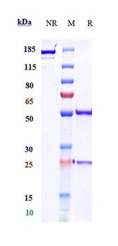 Anti-CTLA-4 / CD152 Reference Antibody (zalifrelimab)