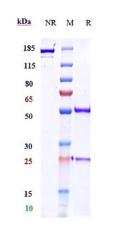 Anti-CTLA-4 / CD152 Reference Antibody