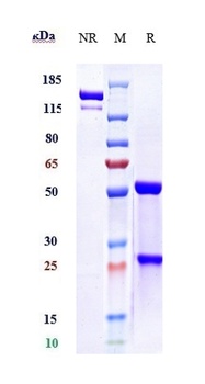 Anti-PCSK9 Reference Antibody (evolocumab)