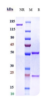 Anti-Complement Factor D Reference Antibody (lampalizumab)