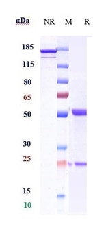 Anti-DLL4 Reference Antibody (enoticumab)