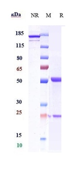 Anti-DLL4 Reference Antibody