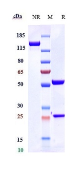 Anti-Complement C5 Reference Antibody (ravulizumab)