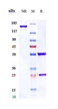 Anti-AXL / UFO Reference Antibody (enapotamab)