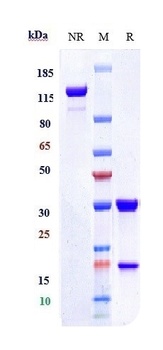 Anti-CEACAM5 / CEA / CD66e Reference Antibody