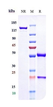 Anti-IL-12b Reference Antibody (ebdarokimab)