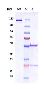Anti-CEACAM1 / CD66a Reference Antibody