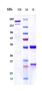 Anti-CDH3 / P-cadherin Reference Antibody (PF-03732010)