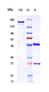 Anti-TNFRSF4 / OX40 / CD134 Reference Antibody
