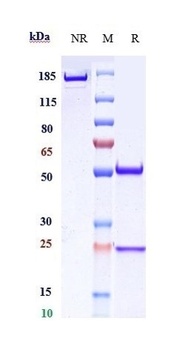Anti-CD20 Reference Antibody (ripertamab)