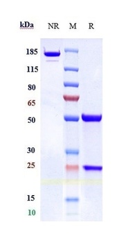 Anti-TFPI Reference Antibody (concizumab)