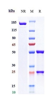 Anti-CD19 Reference Antibody (coltuximab)