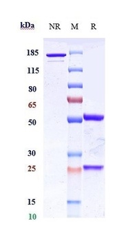 Anti-PTK7 / CCK4 Reference Antibody