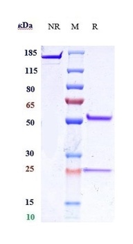 Anti-IL-25 Reference Antibody