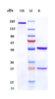 Anti-CD19 Reference Antibody (denintuzumab)