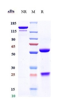 Anti-CCL5 / RANTES Reference Antibody (NI-0701)