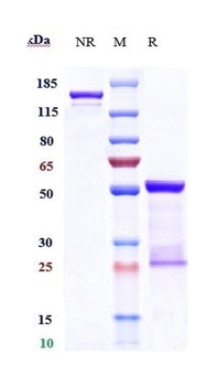 Anti-CCL2 / MCP1 Reference Antibody (carlumab)