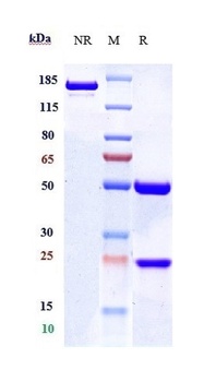 Anti-CB1 / CNR1 Reference Antibody