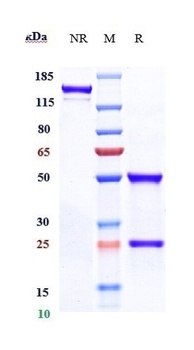 Anti-ABCB5 Reference Antibody
