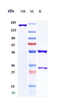 Anti-B7-H1 / PD-L1 / CD274 Reference Antibody (pacmilimab)