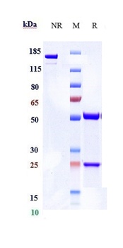 Anti-DPP4 / CD26 Reference Antibody (begelomab)