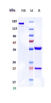 Anti-DPP4 / CD26 Reference Antibody