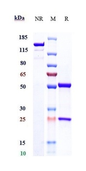Anti-TFPI Reference Antibody (befovacimab)