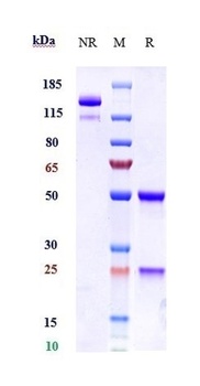 Anti-FcRn (FCGRT & B2M) Reference Antibody (batoclimab)