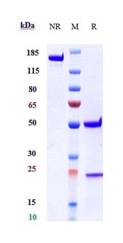 Anti-IL-1RL1 / ST2 / IL-33R Reference Antibody (astegolimab)