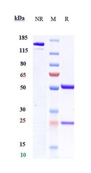 Anti-ANGPTL4 Reference Antibody