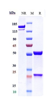 Anti-GDF8 / Myostatin Reference Antibody