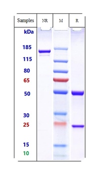 Anti-Cdiff Toxin A Reference Antibody (actoxumab)