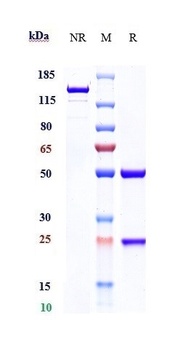 Anti-Amyloid Beta Reference Antibody (aducanumab)