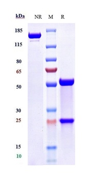 Anti-TNFSF4 / OX40L / CD252 Reference Antibody (amlitelimab)