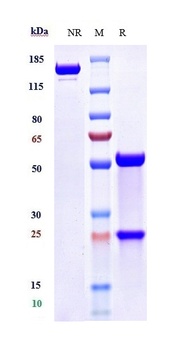 Anti-TNFSF4 / OX40L / CD252 Reference Antibody