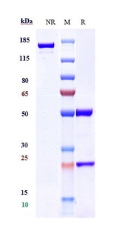 Anti-CCR5 / CD195 Reference Antibody
