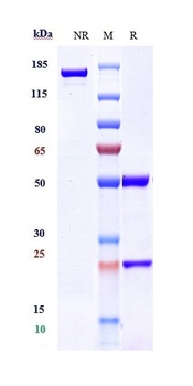Anti-CCR5 / CD195 Reference Antibody (leronlimab)