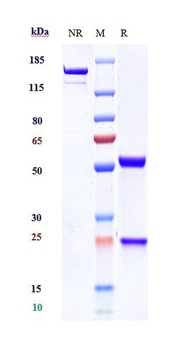 Anti-SCN11a / Nav1.9 Reference Antibody