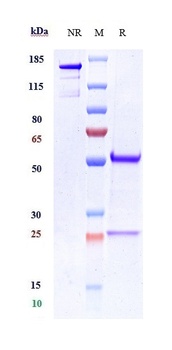 Anti-CDH11 / Cadherin-11 Reference Antibody (RG6125)