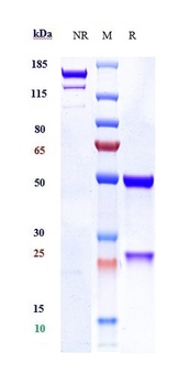 Anti-PAR2 Reference Antibody (PAR650097)