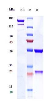 Anti-PAR2 Reference Antibody