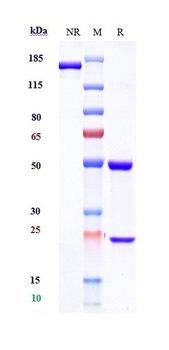 Anti-Complement C5 Reference Antibody (eculizumab)
