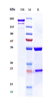 Anti-TSHR Reference Antibody (K1-70)