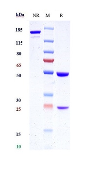 Anti-KLK2 / Kallikrein 2 Reference Antibody