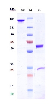 Anti-FcgR3a / CD16a Reference Antibody
