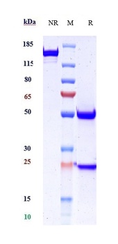 Anti-DSG3 Reference Antibody
