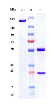 Anti-CTLA-8 / IL-17a Reference Antibody (secukinumab)