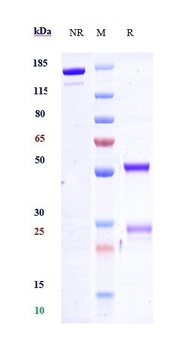 Anti-SLAMF6 / CD352 Reference Antibody