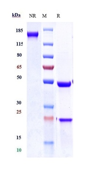 Anti-NOTCH3 Reference Antibody (tarextumab)