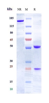 Anti-EFNA4 Reference Antibody (PF-06647263)